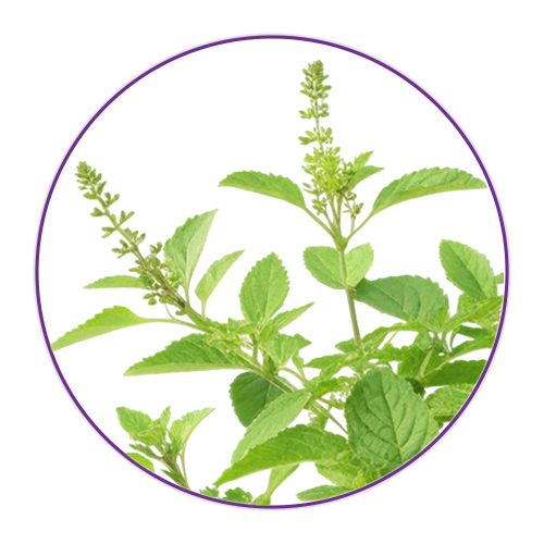 Basil (Tulsi)