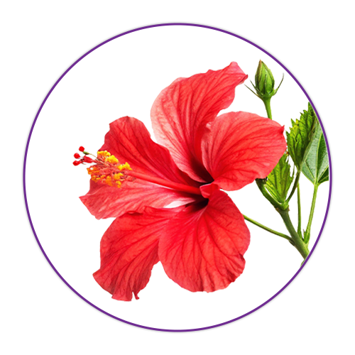 Hibiscus