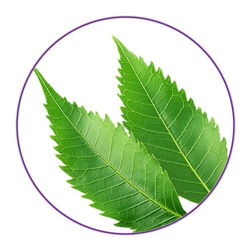 Neem